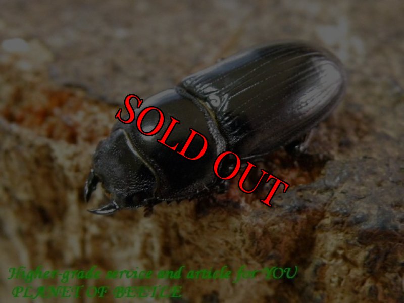 お届けする♀実物です。(6/18)