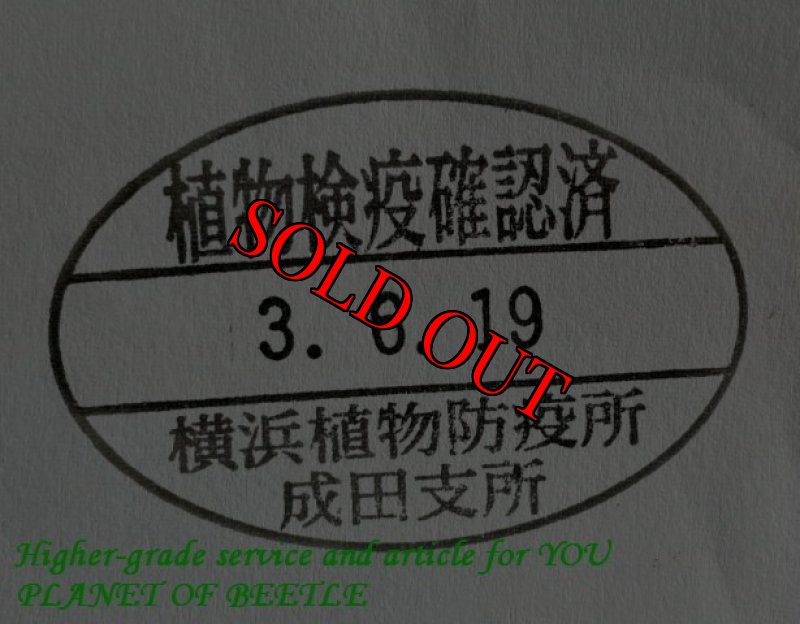 画像2: 初入荷！6/19希少沿岸産天然プロソポコイラス モデストゥス♀15mm完品・単品 (2)