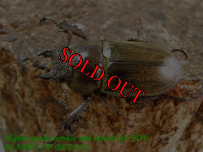 お届けする参考♀画像です。