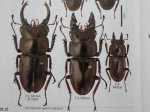 出典：stag beetles of china II