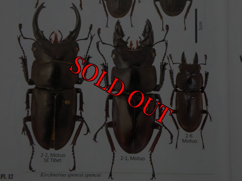 出典:stag beetles of china II