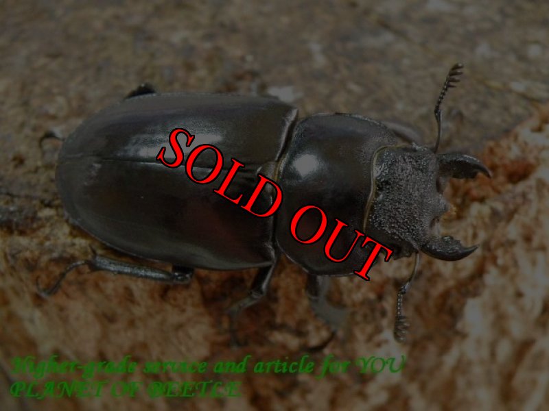 お届けする参考♀画像です。