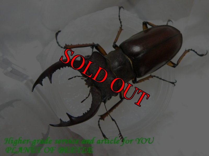 お届けする♂実物です。（6/25）