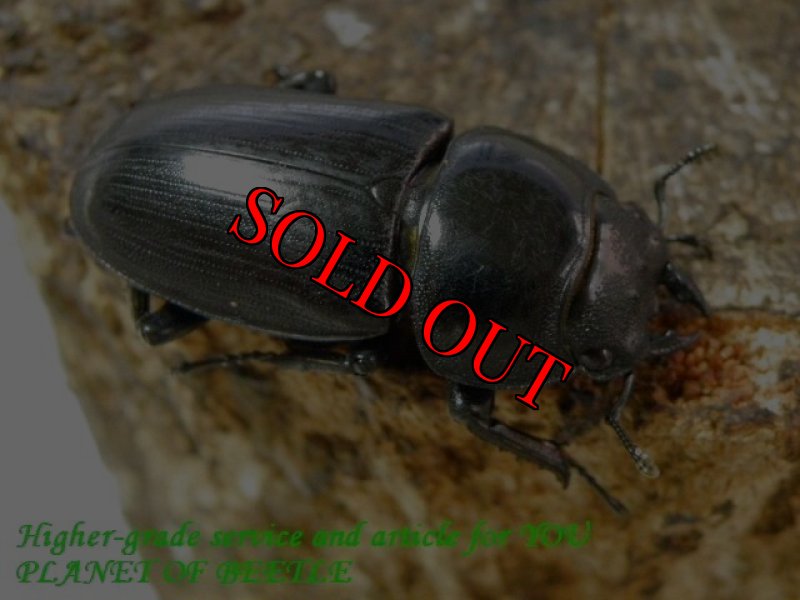 お届けする♀参考画像です。