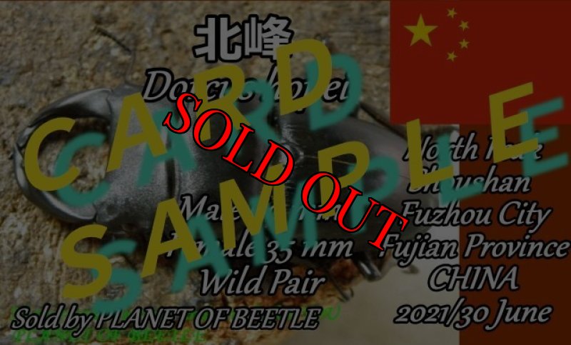 画像6: 6/30希少！北峰天然ドルクスホペイ（ホぺ）♂60mm♀35mm完品ペアNo1 (6)