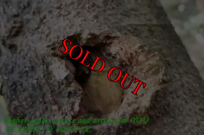 画像4: 6/30希少！北峰天然ドルクスホペイ（ホぺ）♂60mm♀34mm完品ペア (4)