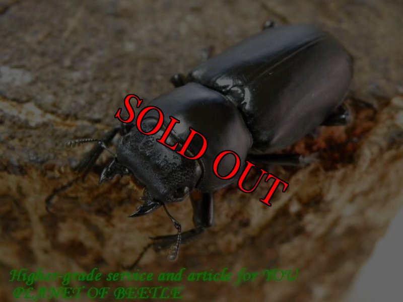 お届けする♀実物です。