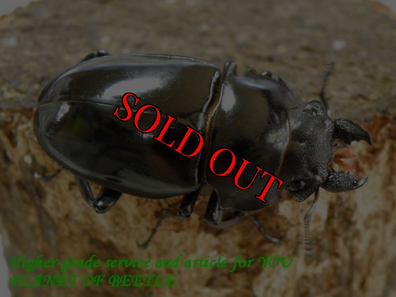 お届けする♀実物です。