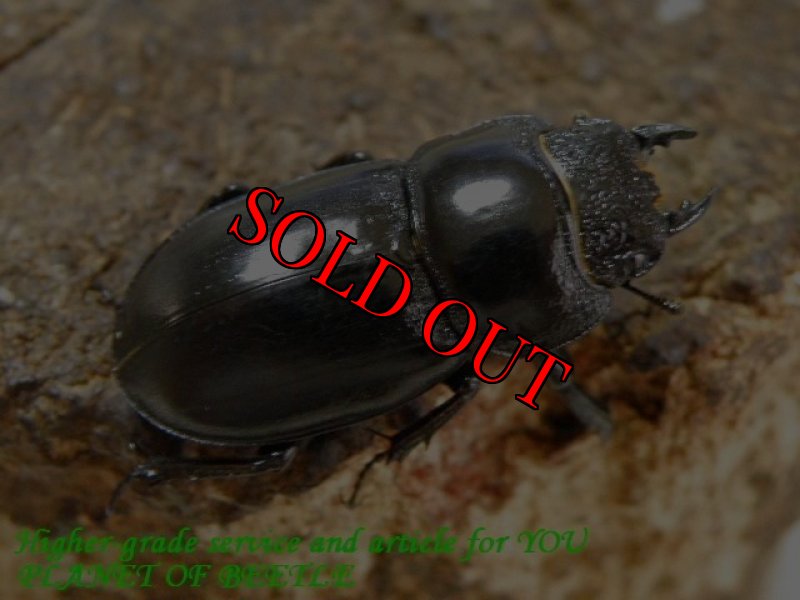 お届けする♀実物です。