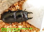 食事中のお届けする♂実物(7/26)