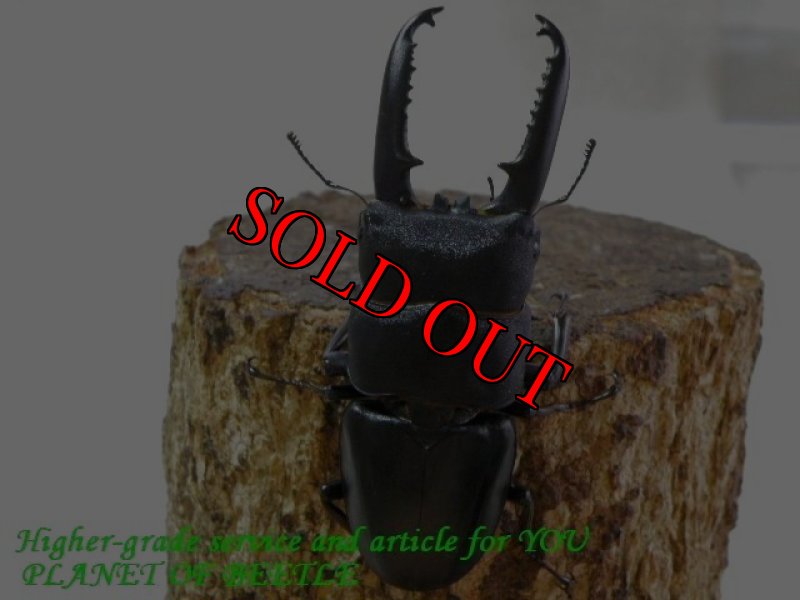 お届けする♂実物です。