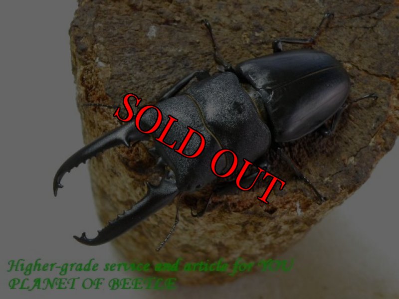 お届けする♂実物です。