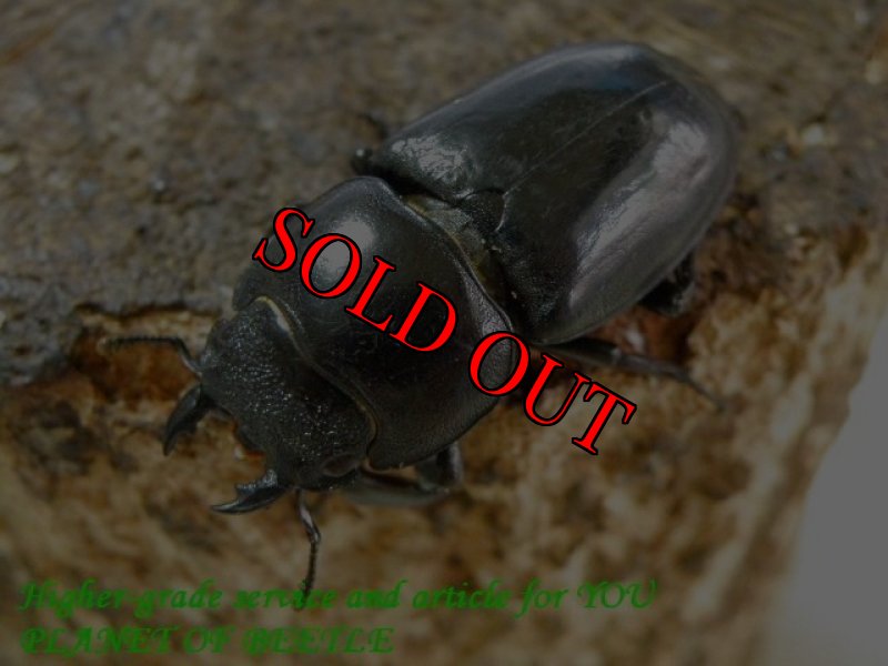 画像5: 7/25全羅北道！入荷最大！天然D.ティタヌス ファソルト♂80mmUP♀37mm完品ペア (5)