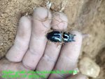 画像5: 5/22希少種！材割・雲南天然ドルクスカツラssp♂19mm完品・単品（使用済み） (5)