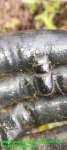 画像6: 5/22希少種！材割・雲南天然ドルクスカツラssp♂19mm完品・単品（使用済み） (6)