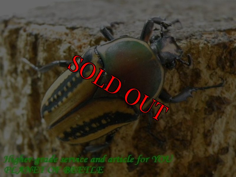 お届けする♀33mm実物です。