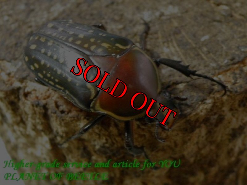 お届けする♀35mm実物です。