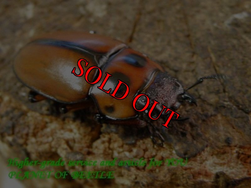 お届けする♀実物です。