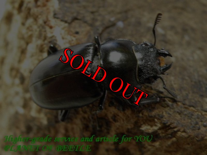 参考♀画像です。