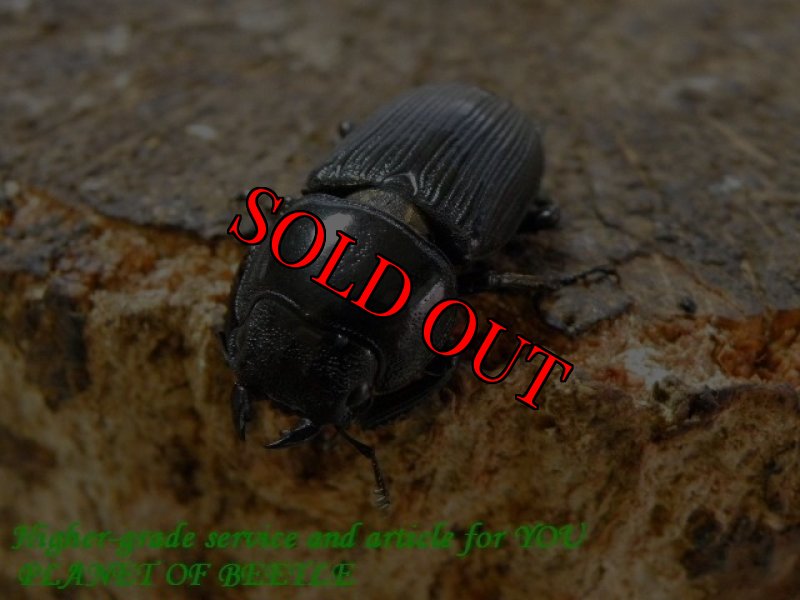 お届けするオマケ♀実物です。