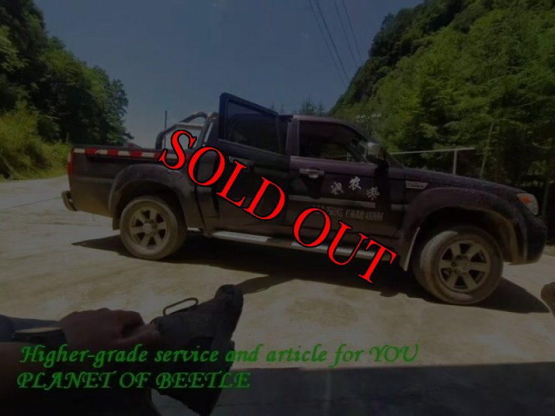 画像4: 9/26超希少産地！神農架産天然ドルクスホペイ（ホぺ）♂51mm♀32mm完品ペア (4)