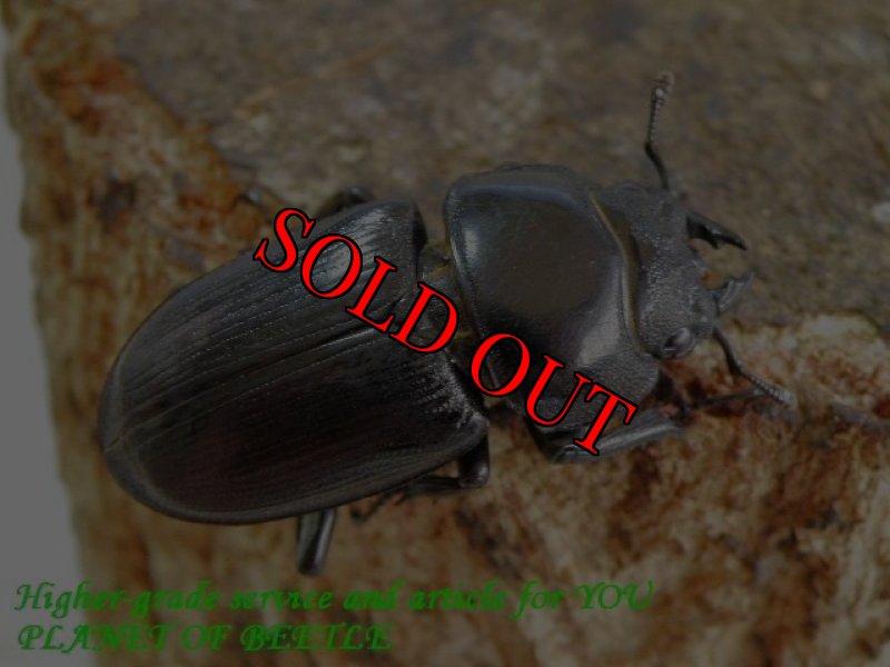 お届けする参考♀画像です。