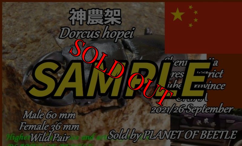 画像3: 9/26超希少産地！神農架産天然ドルクスホペイ（ホぺ）♂51mm♀32mm完品ペア (3)