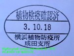 画像4: 10/18南部地域Niete産！アフリカの王者天然アウゴソマ ケンタウルス♂85mm〜完品ペア (4)