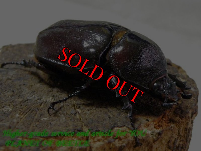 お届けする参考♀画像です。