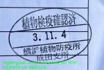 画像4: 第2便！11/4南部地域Niete産アフリカの王者天然アウゴソマ ケンタウルス♂80mm〜完品ペア (4)