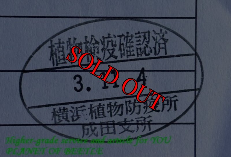 画像4: 冬シーズン第2便!11/4南部地域Niete産アフリカの王者天然アウゴソマ ケンタウルス・サービスペア (4)