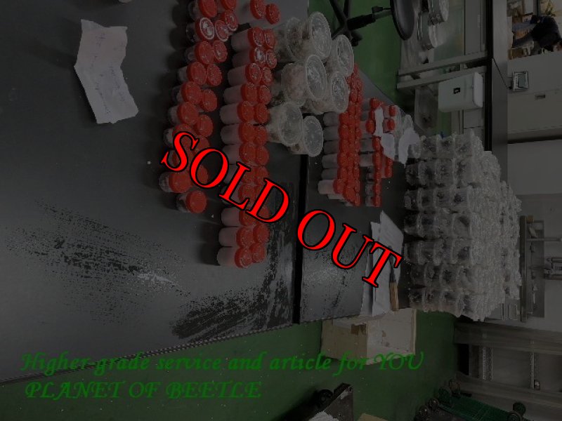 画像3: 11/4南西Nyassosso産！天然プロソポコイラス サバゲ♂50mm〜完品ペア (3)