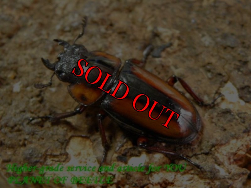 お届けする参考♀画像です。