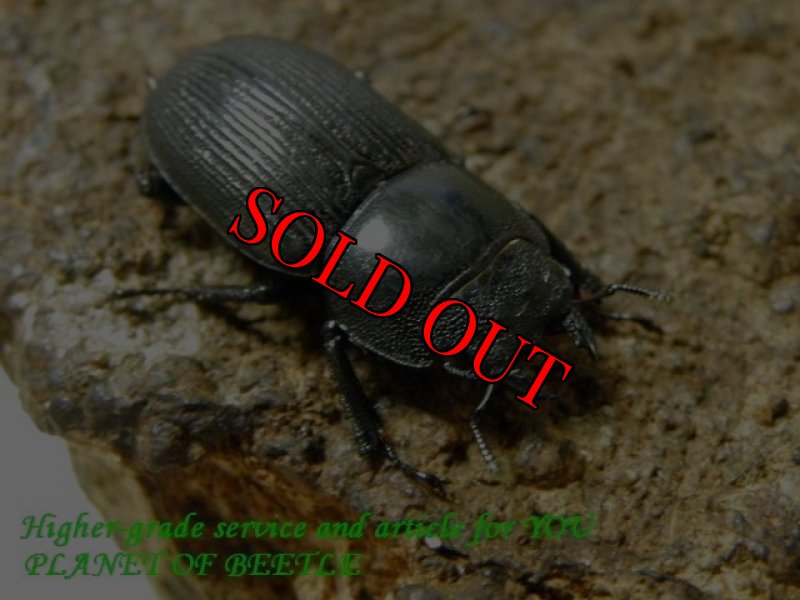 お届けする♀実物です。