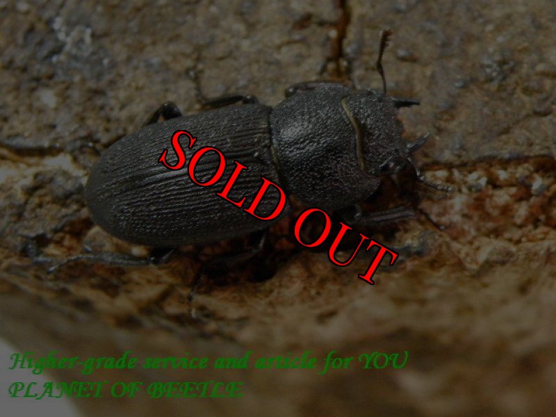 お届けする♀実物です。