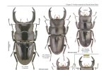 出典：stag beetles of china III