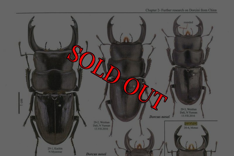 出典：stag beetles of china III