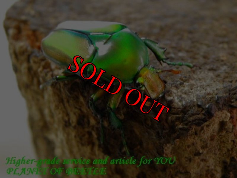 お届けする参考♀画像です。