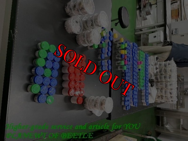 画像3: 11/18西部Dschang天然タウリナ ロンギセプスMLサイズ完品ペア (3)