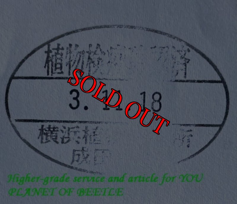 画像4: 11/18西部Dschang天然タウリナ ロンギセプスMLサイズ完品ペア (4)