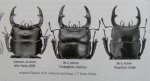 出典：stag beetles of china II