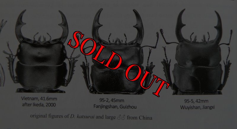 出典:stag beetles of china II