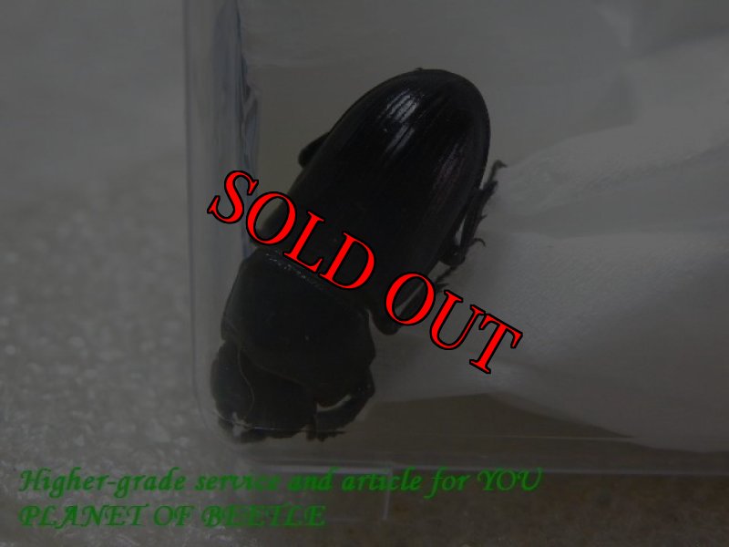 お届けする♀実物です。