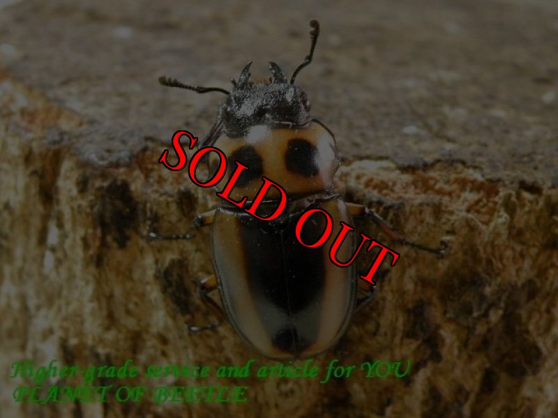 お届けする参考♀画像です。