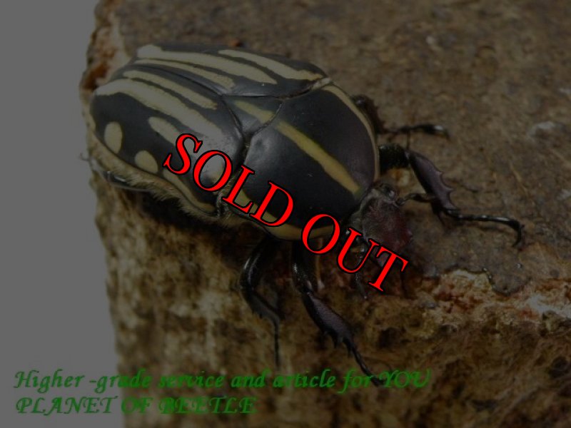 お届けする参考♀画像です。