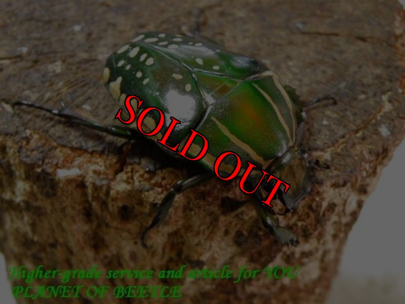 お届けする♀実物です。