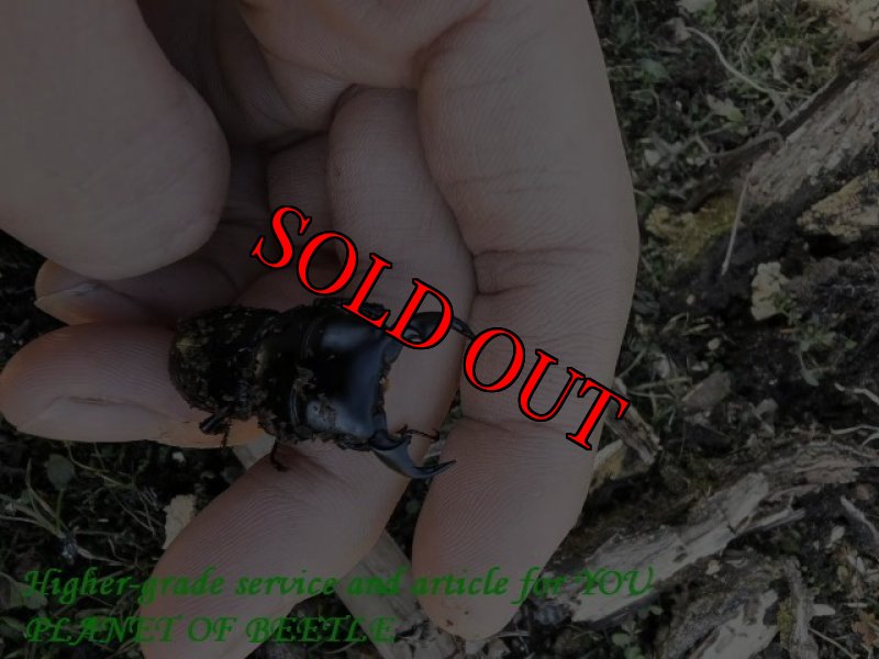 採集風景です。