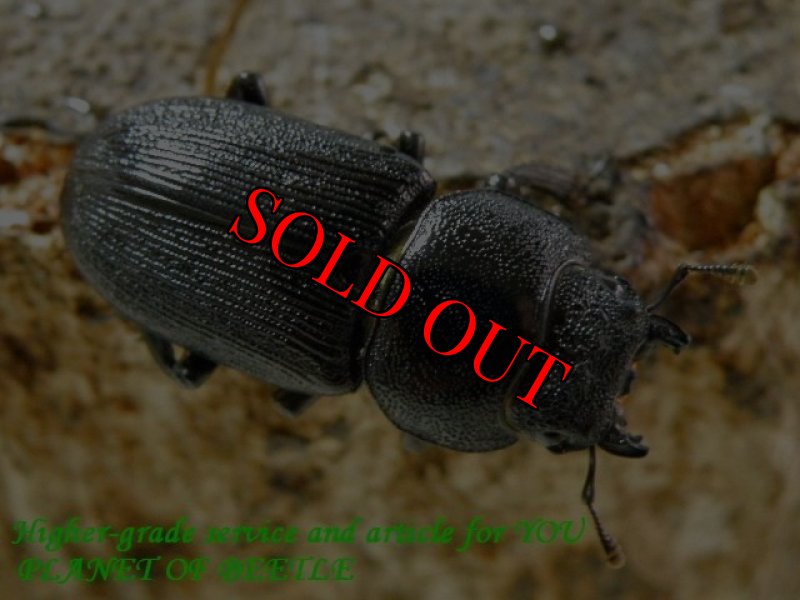 お届けする♀実物です。