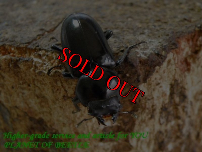 お届けする♀実物です。