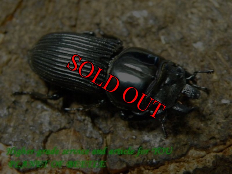 お届けする24mm実物個体です。